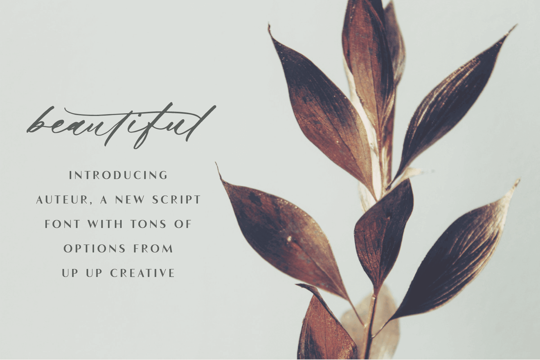 Auteur Script Font - A Calligraphy Font - Script Font - Up Up Creative