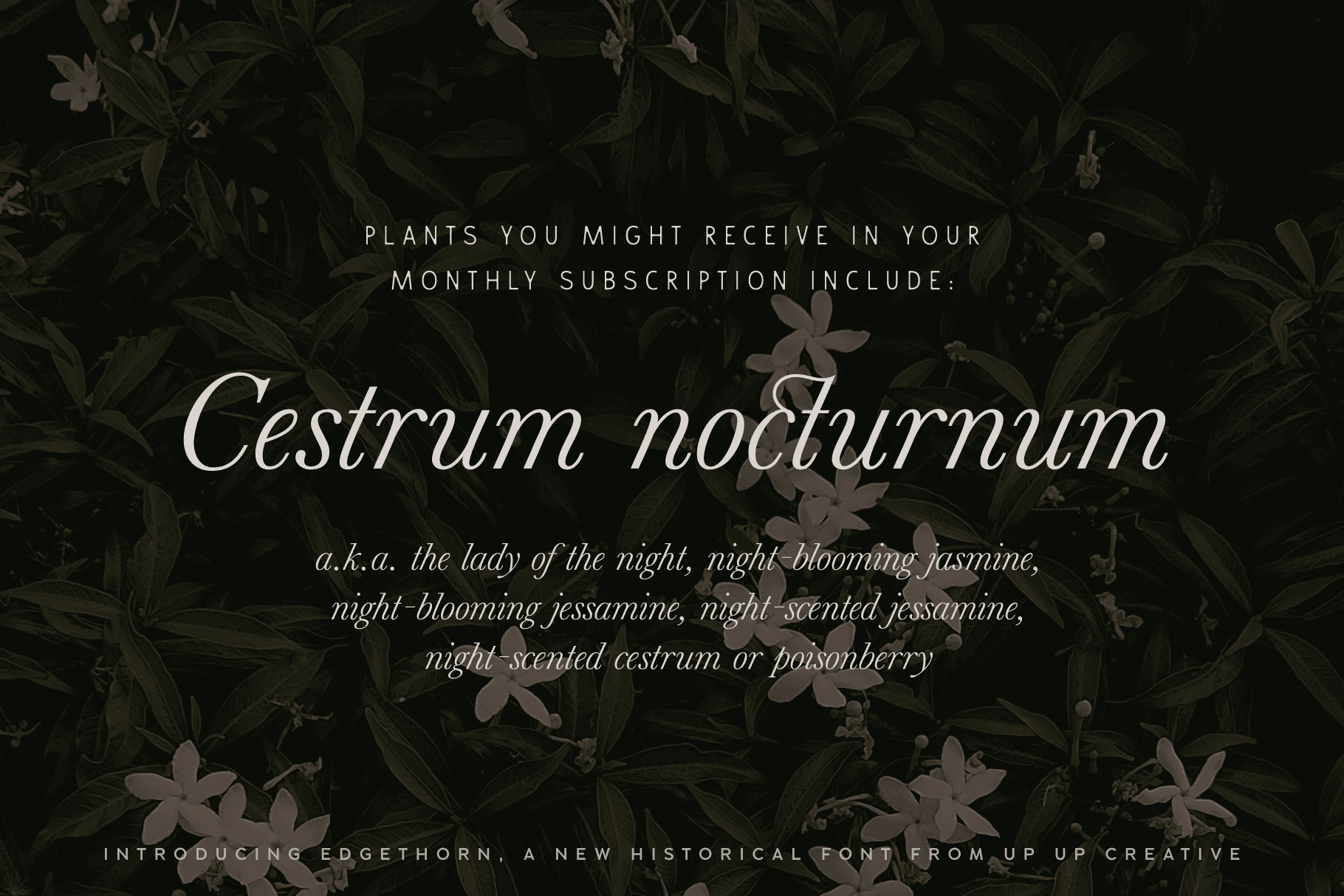 Edgethorn Serif Font - Serif Font - Up Up Creative