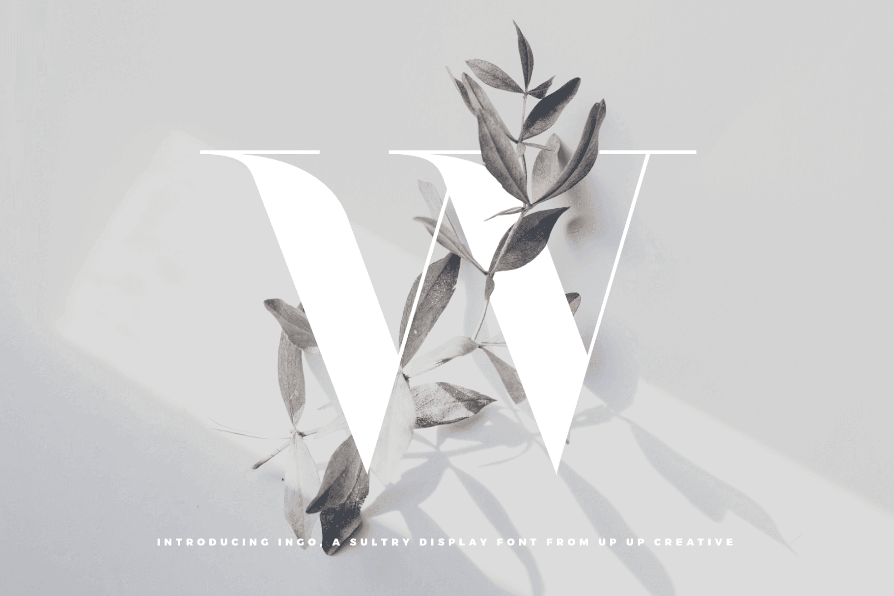 Ingo Display Font - Serif Font - Up Up Creative